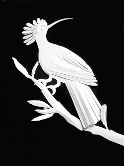 Upupa